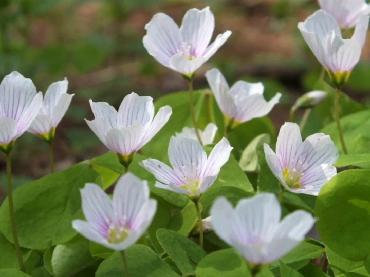 Wood Sorrel