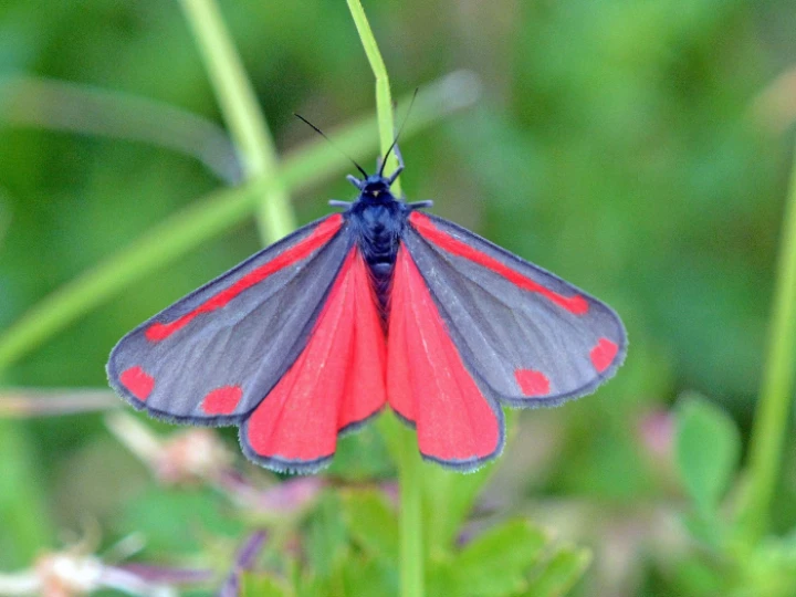 Cinnabar Moth