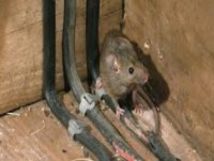 mice
