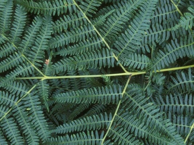 bracken with branching fronds