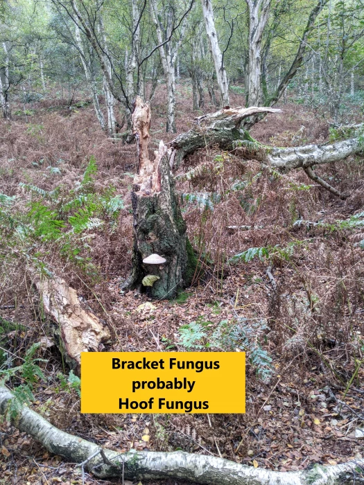 bracket-fungus