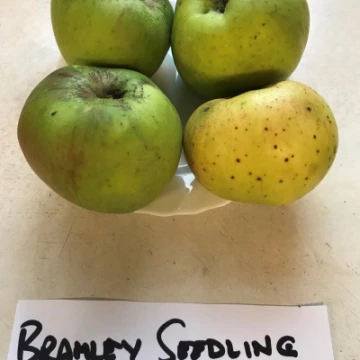 bramley