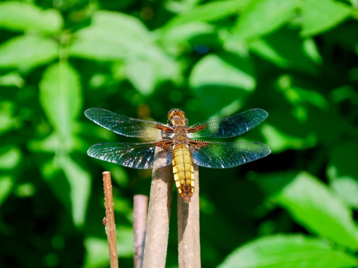 broad bodied chaser