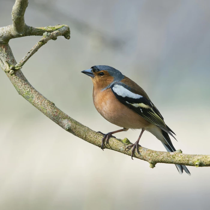 brown and gray bird on brown tree branch