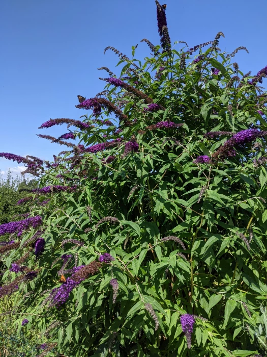 buddlia 2