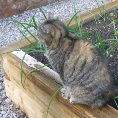 buebell cottage cat