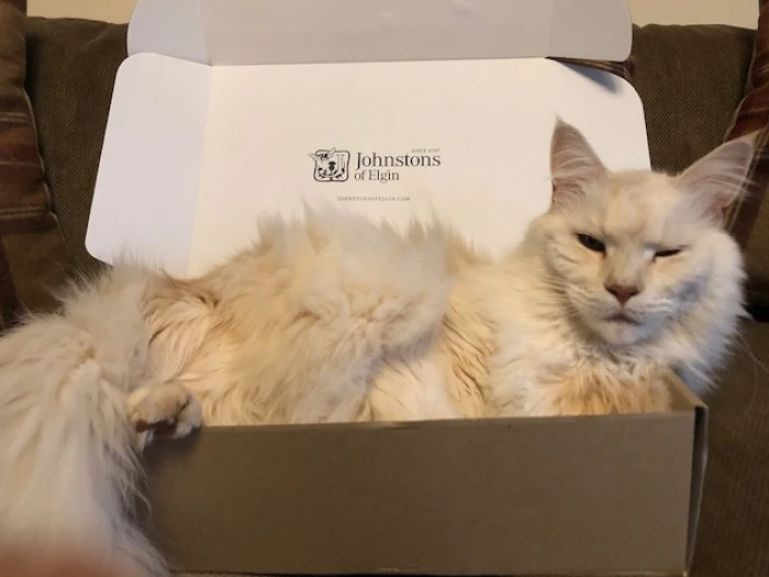 buerton lost cat