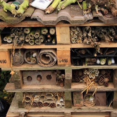 bugs hotel at the allotments
