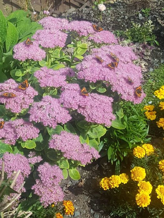 butterflies on sedum