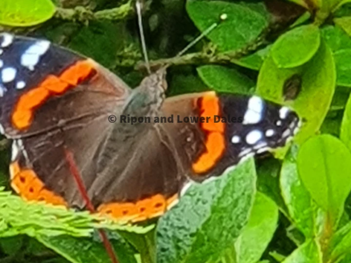 butterfly