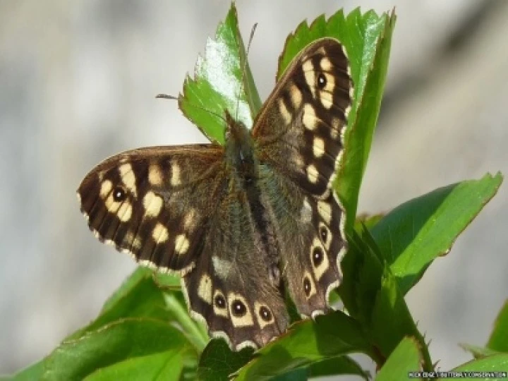 butterfly1