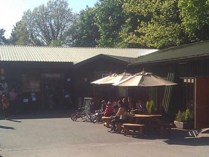 cafedelemere forest