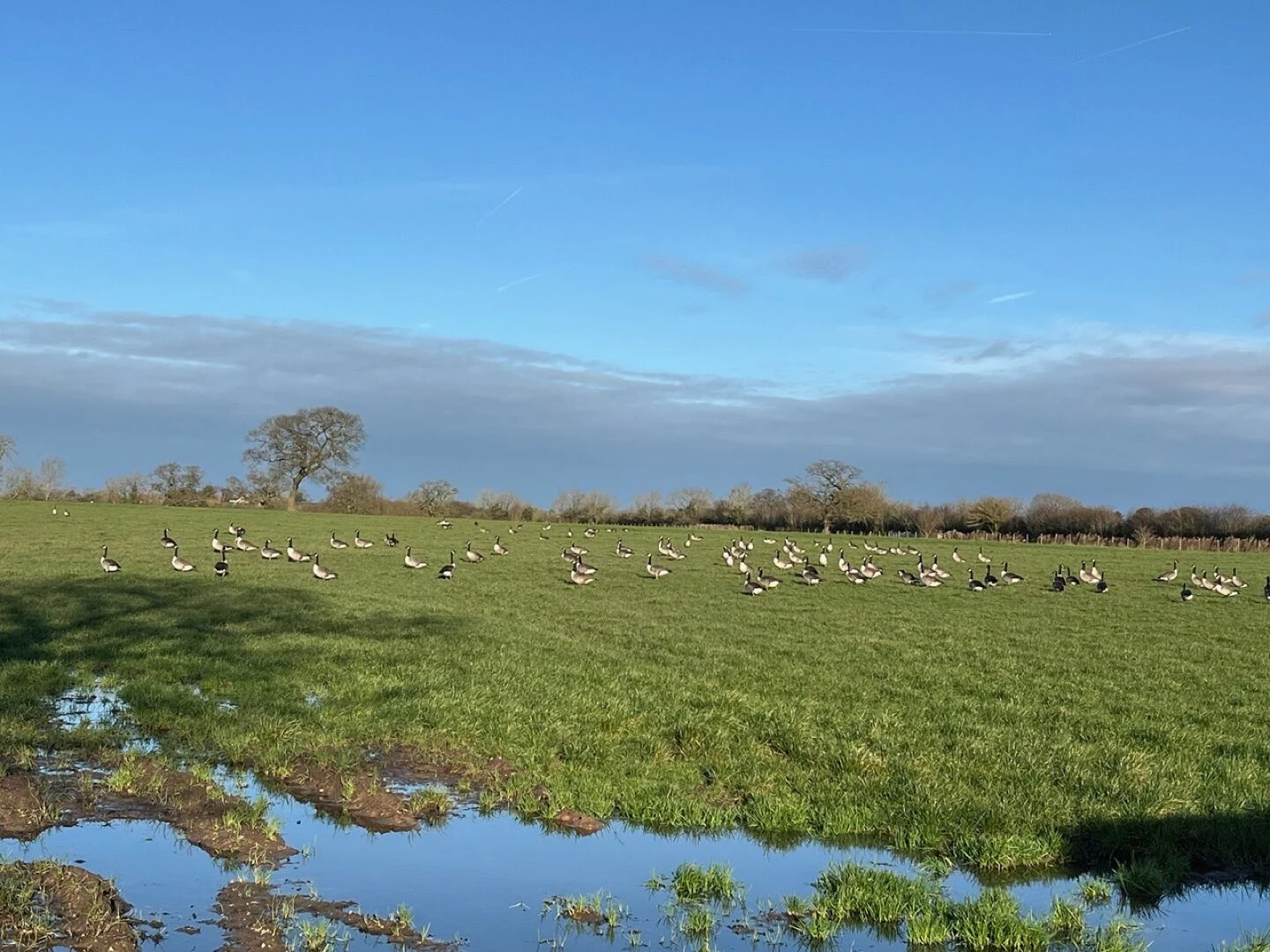 canada geese