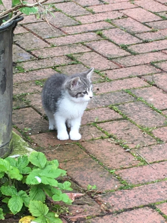 cat
