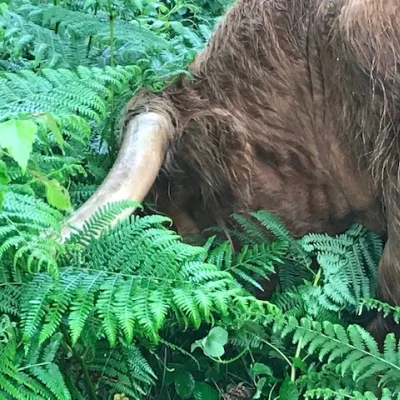 cattle 2