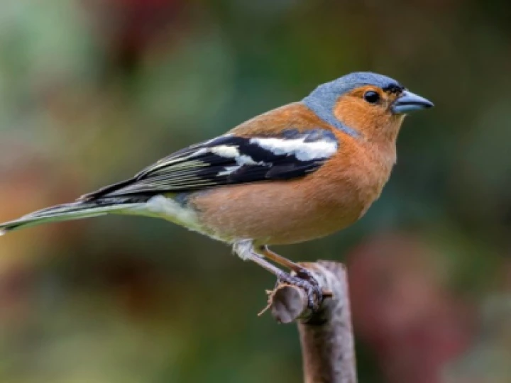 chaffinch