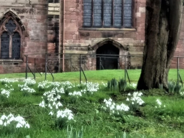 church snowdrops