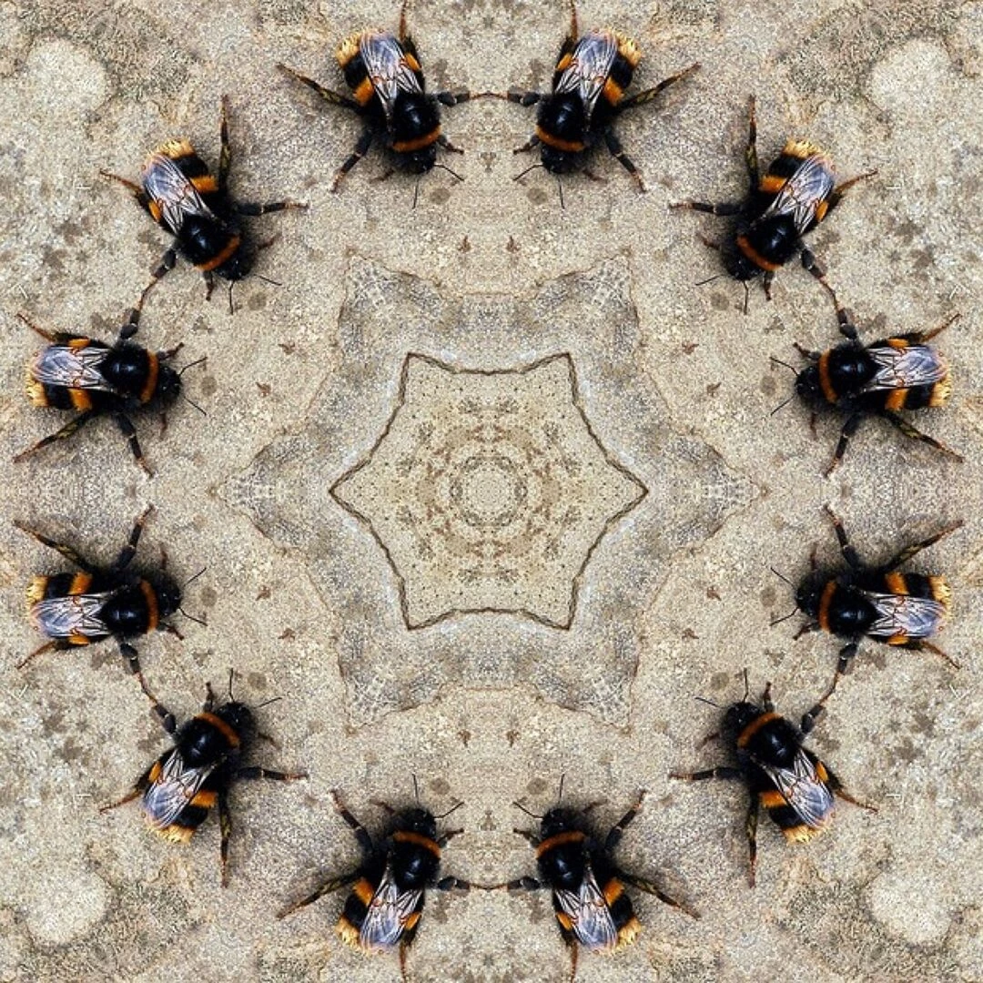 circle of bees