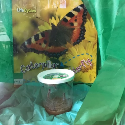 class 2 caterpillars
