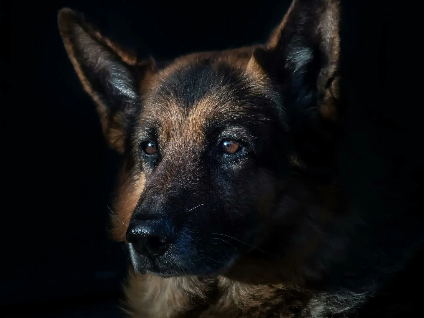 closeup of a german shepherd dog in dramatic lighting highlighting its features