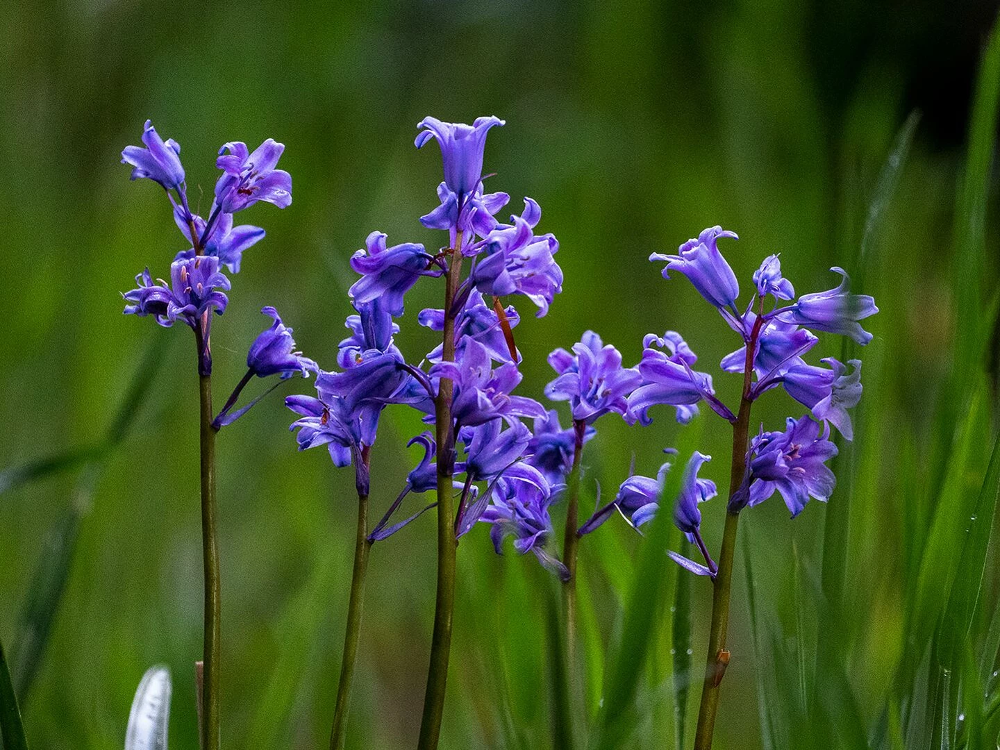 closeup of vibrant bluebells blooming in a lush green field during spring