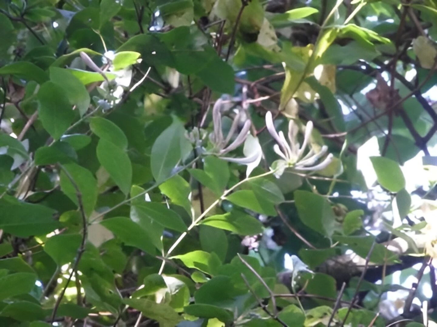 common honeysuckle 1