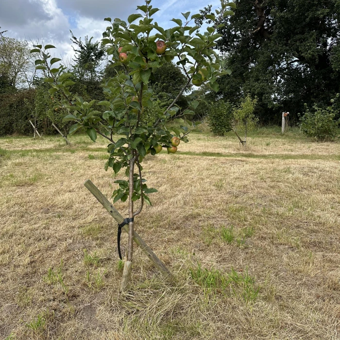 community orchard 03