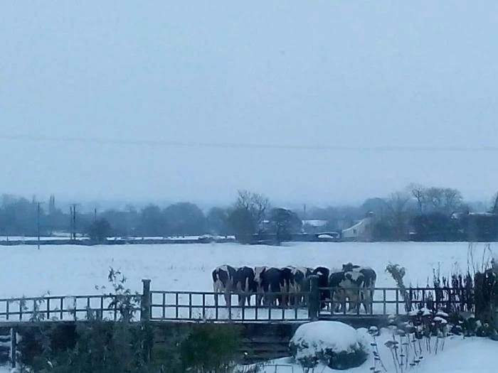 cows in the snow curry rivel 2nd march 2018  2