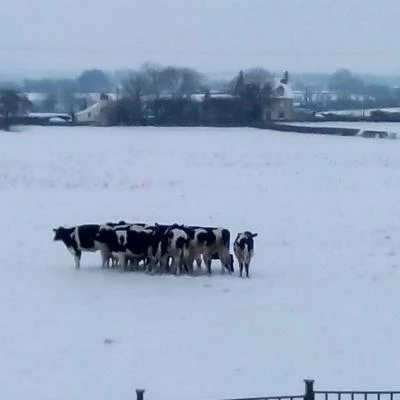 cows in the snow curry rivel 2nd march 2018 1