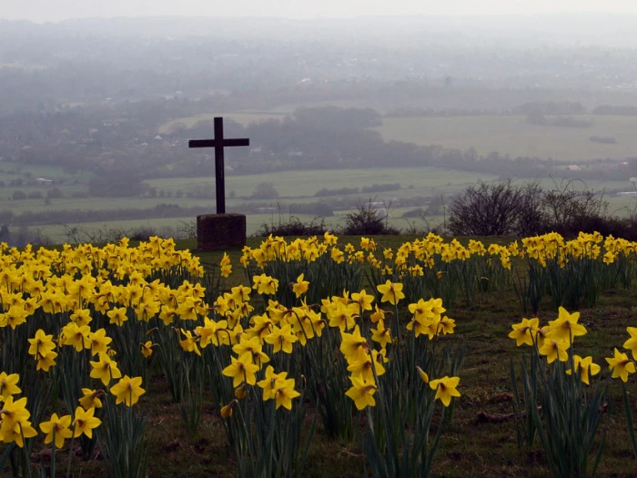 cross  daffodils