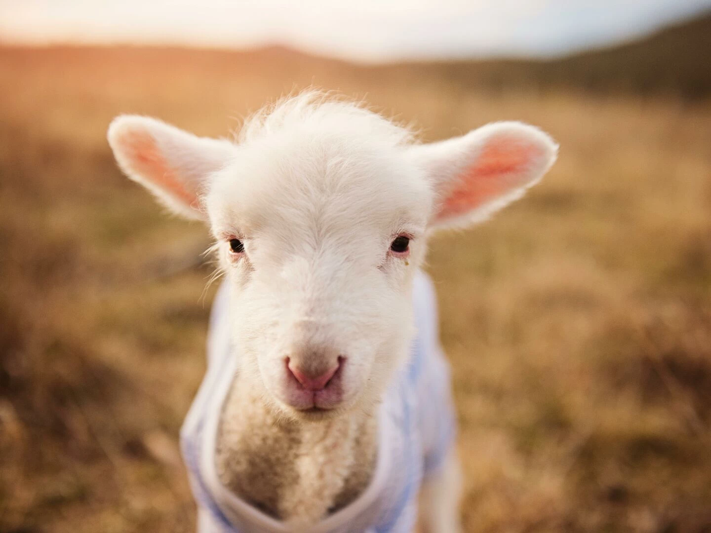 cute lamb with woolly coat standing in a sunlit pasture showcasing its innocent charm