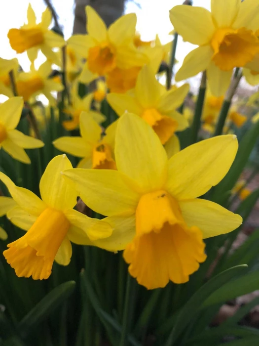 daffodills