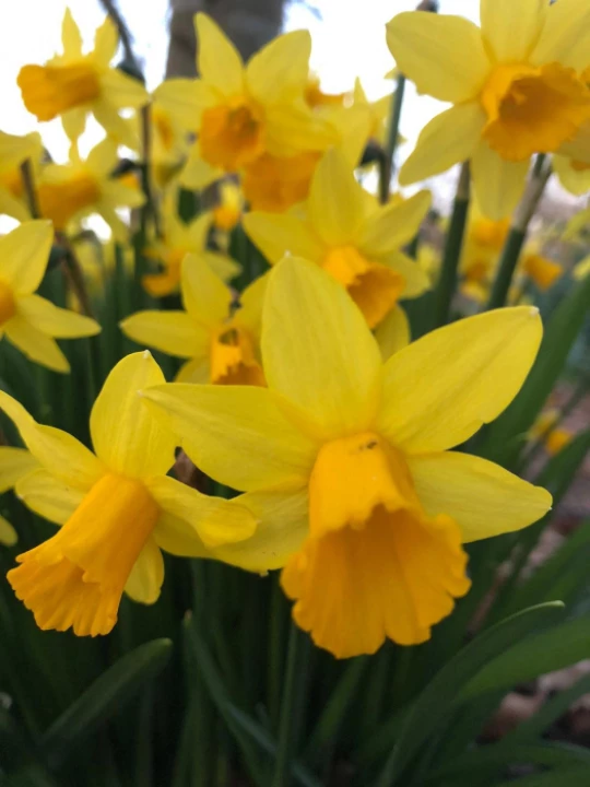 daffodills