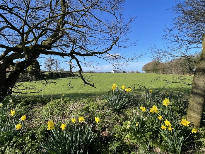 daffodils and fields