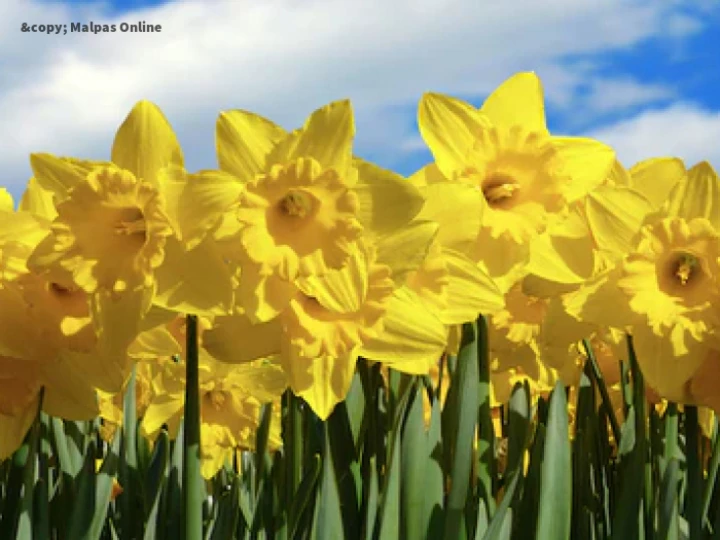 daffodils