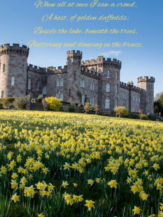 daffodils