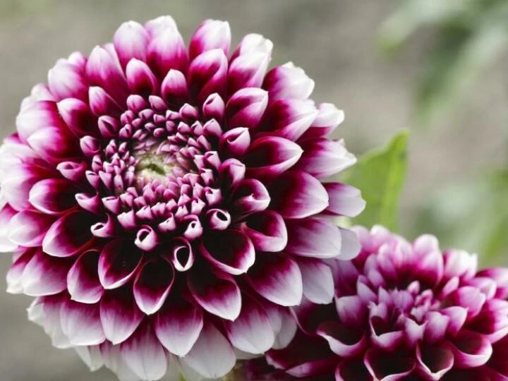 dahlia