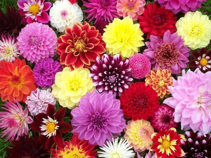 dahliaweddingflowers