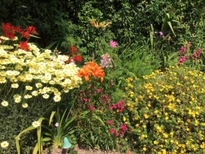 daisies lilies crocosmia