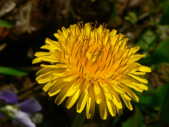 dandelionflower