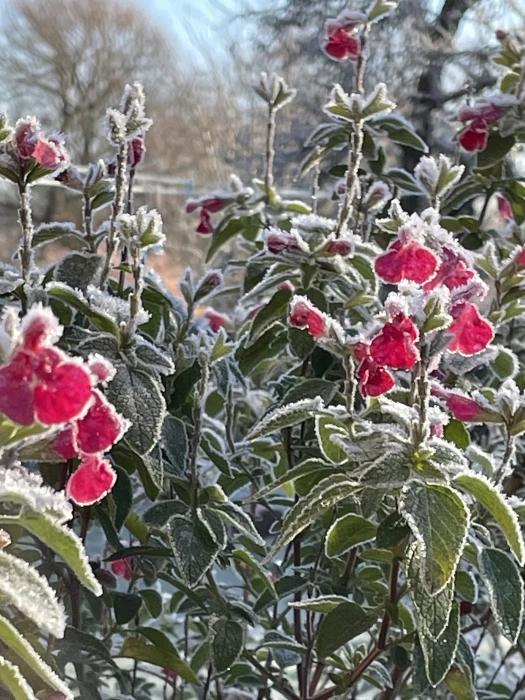 december23 garden