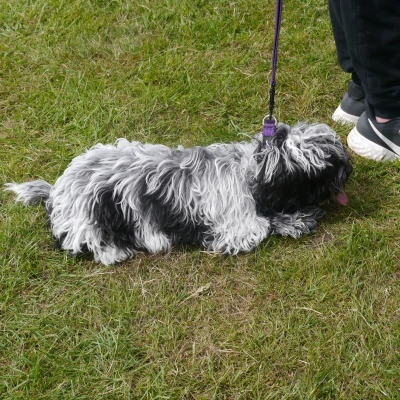 dog 8