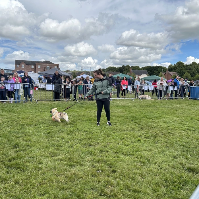 dog show 2