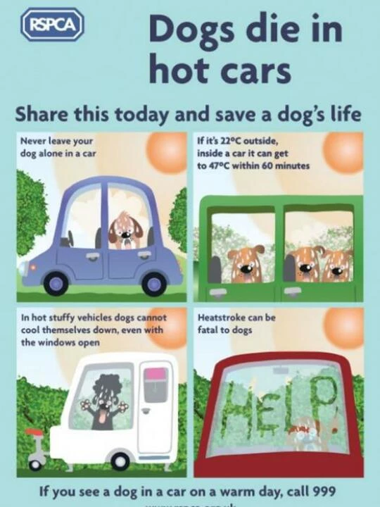 dogsdieinhotcars