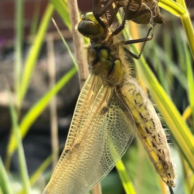 dragonfly 6 copy