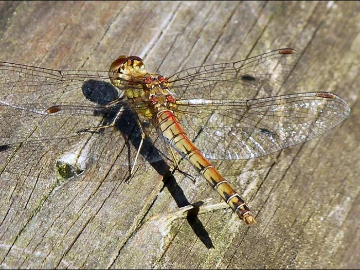 dragonfly catcott nature reserve