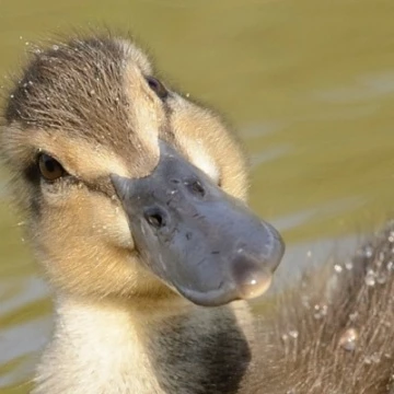 duckm181459