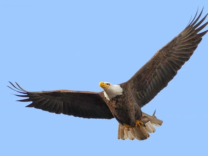 eagleflyingmasked2