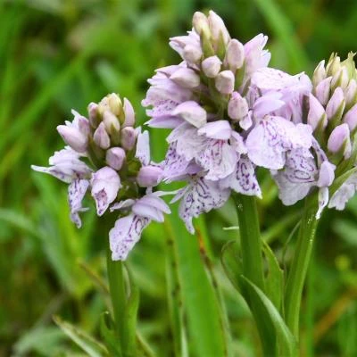 early purple orchid