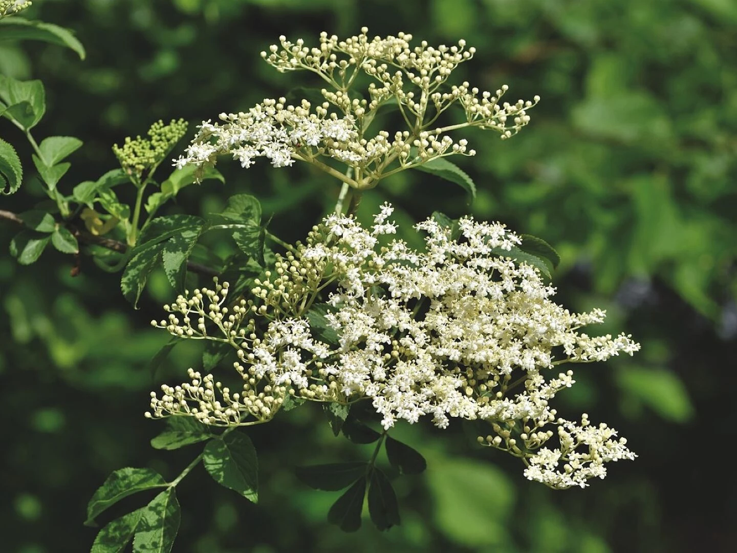 elder elderflower holder bush
